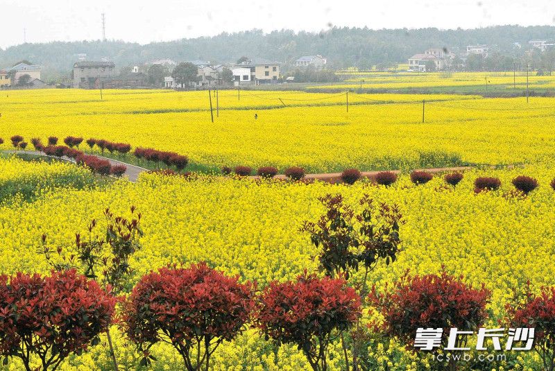 陈家桥村5000亩油菜金花遍野。均为长沙晚报全媒体记者 贺文兵 摄