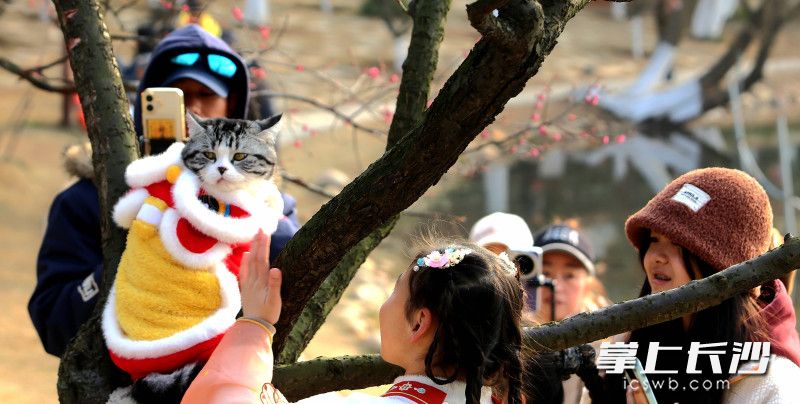 在长沙的公园，经常可见遛猫的年轻人。