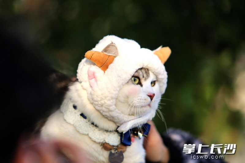 戴上防寒帽，猫咪萌态可爱。