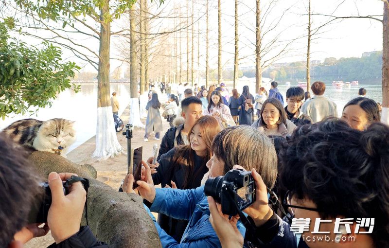猫咪一亮相，即引来市民围观打卡。