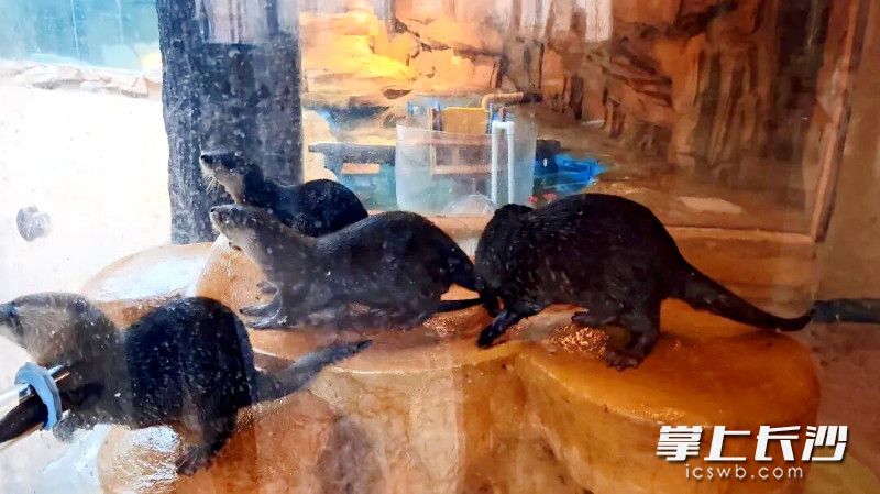长沙生态动物园迎来4只水獭。均为长沙晚报通讯员 谭思敏 摄 长沙生态动物园迎来4只水獭。均为长沙晚报通讯员 谭思敏 摄