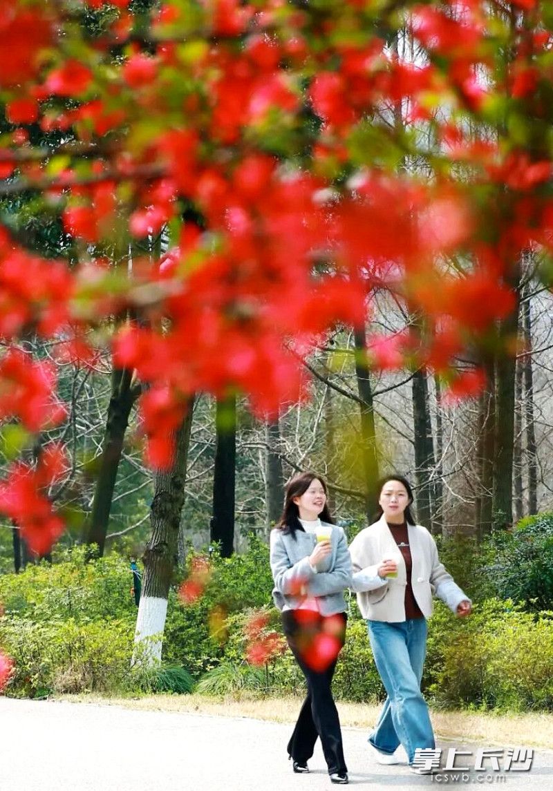 市民在花间漫步。