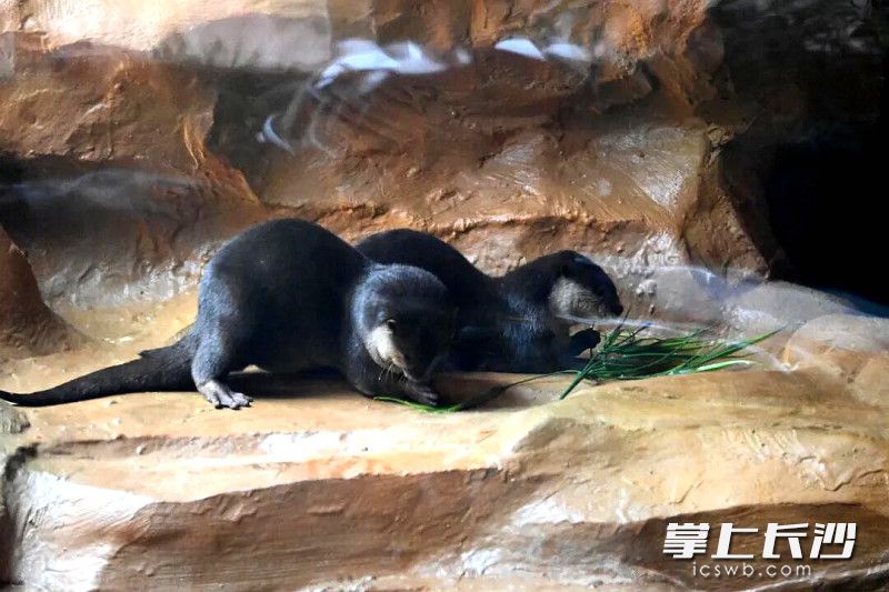 水獭毛发油亮。 水獭毛发油亮。