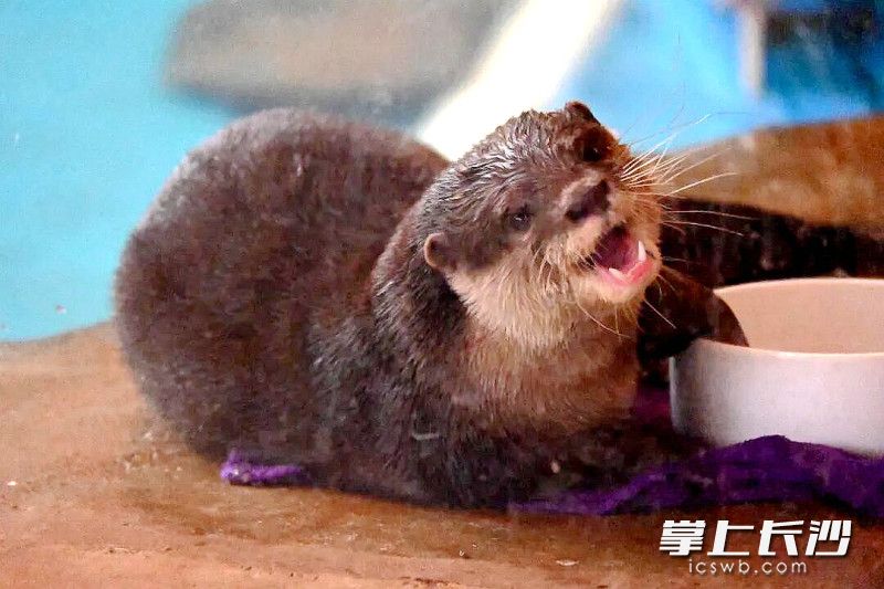 水獭成吸睛的“显眼包”。 水獭成吸睛的“显眼包”。