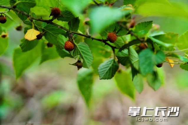 一直至26日,高空多波动影响,长沙持续阴雨天气。 长沙晚报全媒体记者 舒元臻 摄 一直至26日,高空多波动影响,长沙持续阴雨天气。 长沙晚报全媒体记者 舒元臻 摄