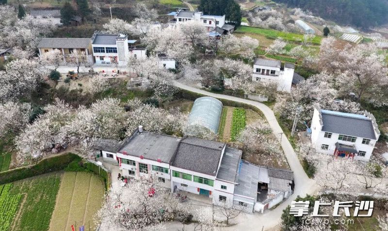 十堰郧阳樱桃沟村。