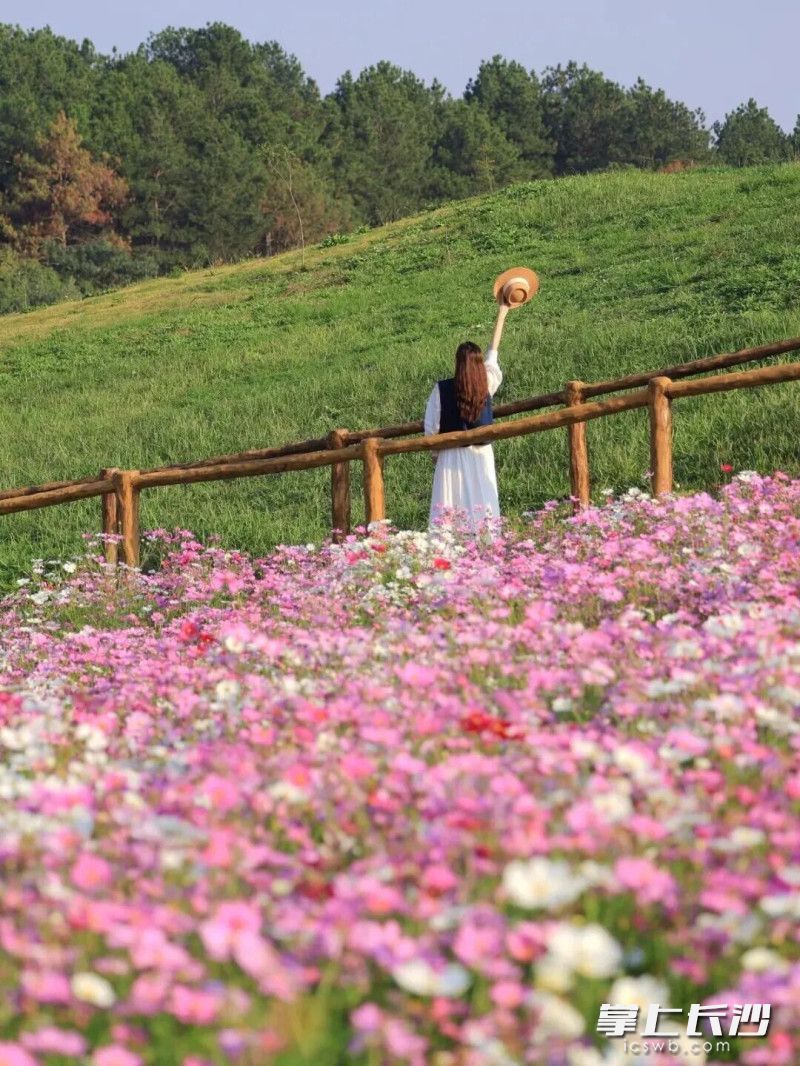 开满格桑花的武汉黄陂木兰草原。 资料图片