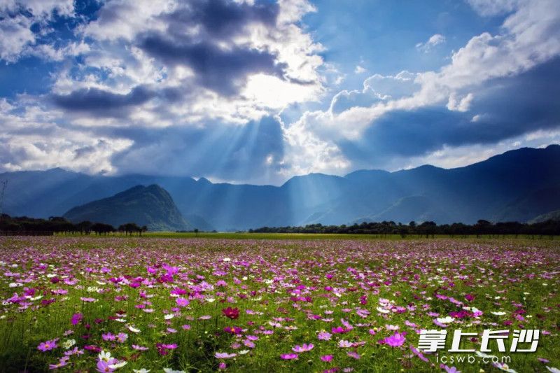 神农架大九湖格桑花海。