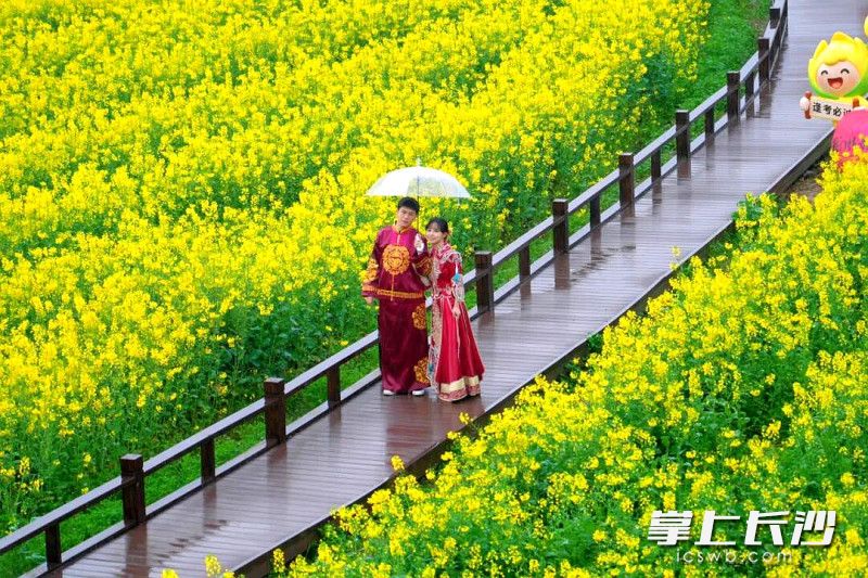 春光旖旎，花田有喜，望城18对新人喜结良缘。均为长沙晚报通讯员 黄旭里摄