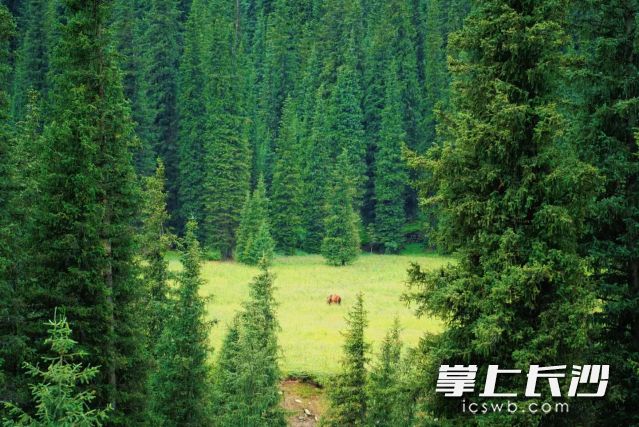 春分恰巧碰上二月初二“龙抬头”，双吉叠加，燕子归巢，雨水增多。  长沙晚报全媒体记者 舒元臻 摄