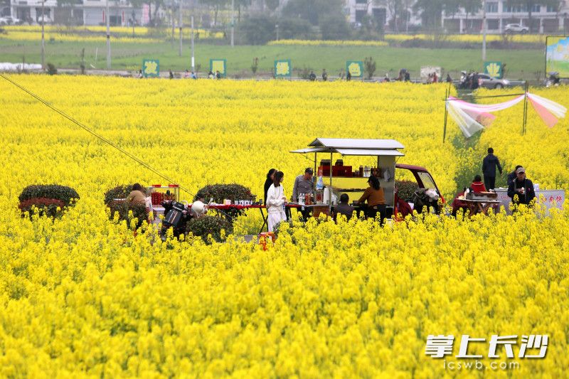 游客边赏花边尝美食，解锁踏青乐趣。