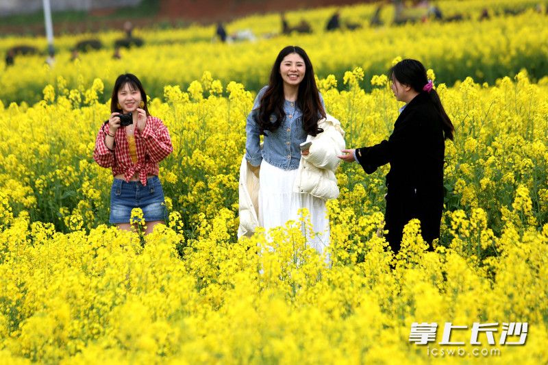 虽然天气不好，但赏花的游客依旧络绎不绝。均为长沙晚报全媒体记者 贺文兵 摄