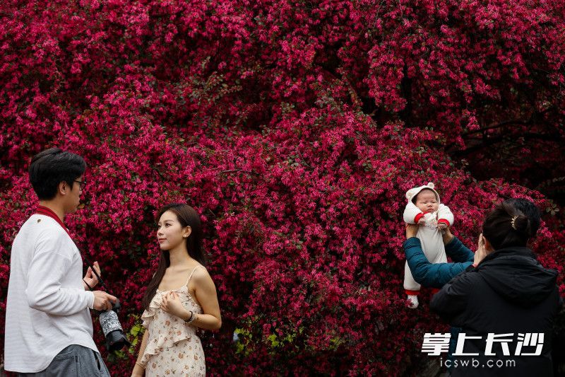 3月22日，湖南烈士公园，游客在红花檵木前拍照打卡。均为长沙晚报全媒体记者 董阳 摄