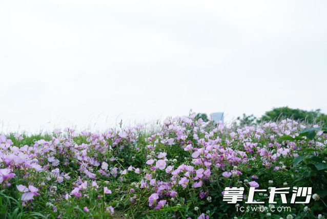 晴不过一天,雨要下足一周。 长沙晚报全媒体记者 舒元臻 摄 晴不过一天,雨要下足一周。 长沙晚报全媒体记者 舒元臻 摄