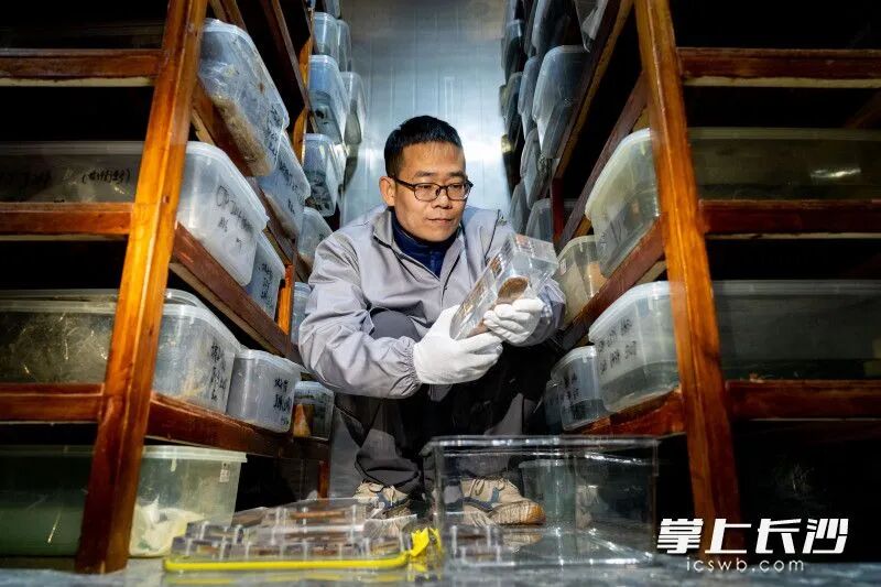 2014年，罗小华毅然选择回到长沙，成为长沙市文物考古研究所简牍整理小组的一员。均为周数邑 摄