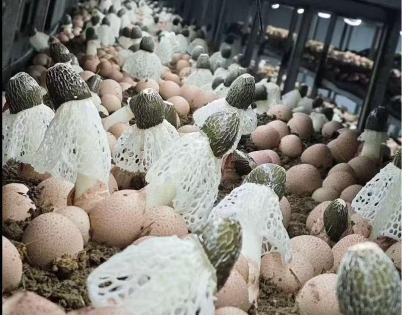 工作队为老屋村引进了被誉为“菌中皇后”的红托竹荪。