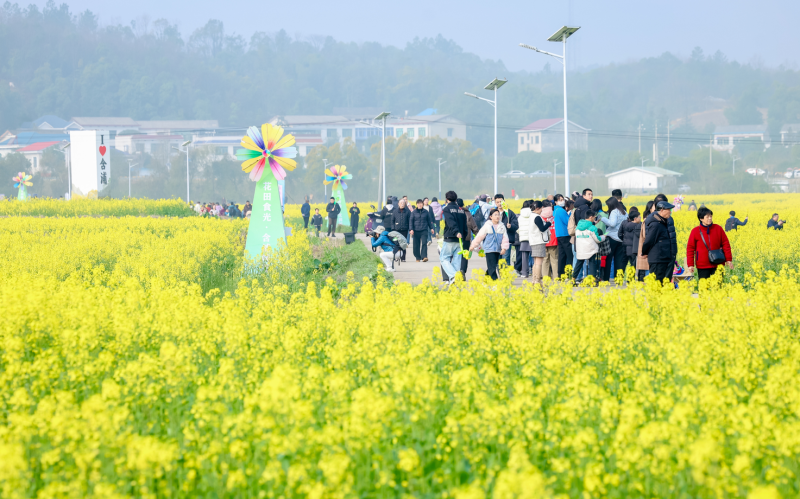 在含浦，金黄、浅黄的油菜花层层叠叠，游客置身其中拍照游玩。