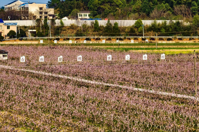 接下来，莲花镇桃花将进入盛花期。除署名外均为 通讯员 供图