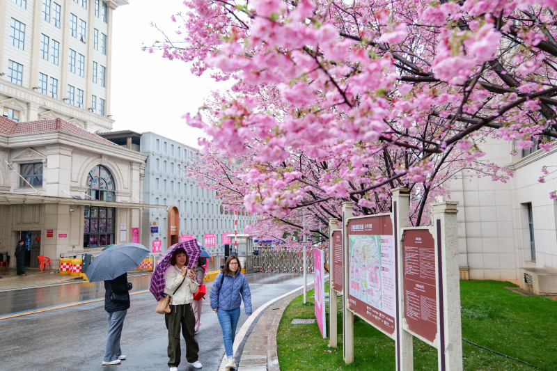 早樱盛开，市民游客纷纷驻足打卡。湘江早报全媒体记者 范龙贵 摄