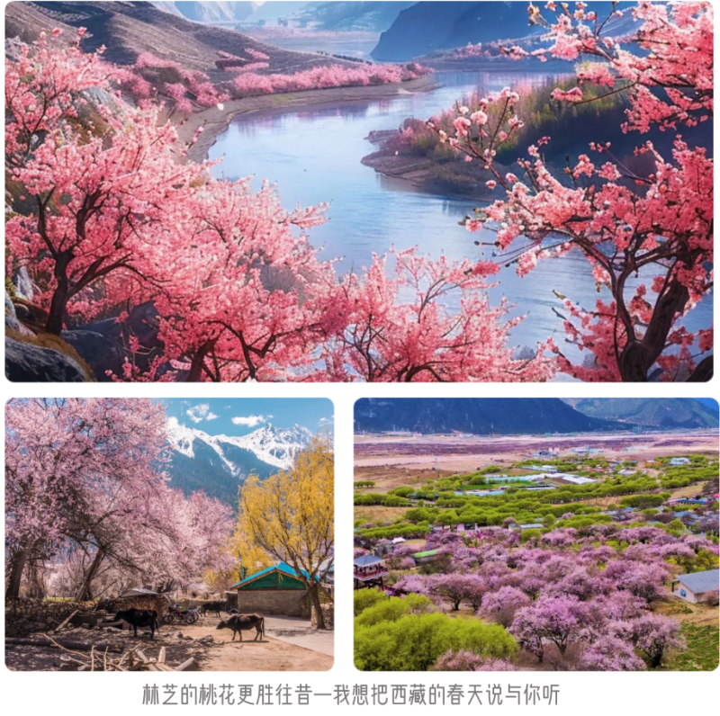 今年四月，林芝的桃花更胜往昔。