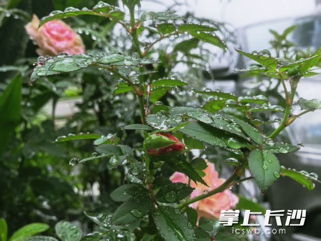 未来五天，雨水仍是是绝对“主角”。  长沙晚报全媒体记者 舒元臻 摄