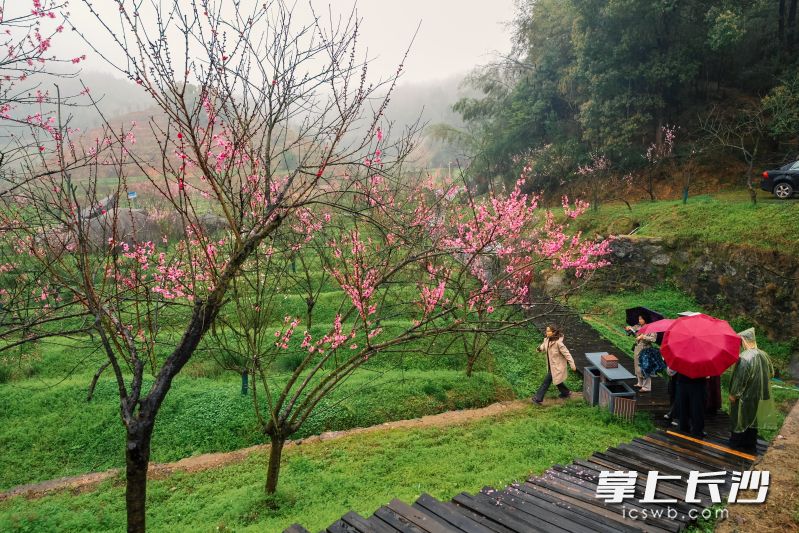 在三月的宁乡灰汤东鹜山，漫山遍野疏落有致的桃花最令游客迷恋。 均为长沙晚报全媒体记者陈飞、张禹摄