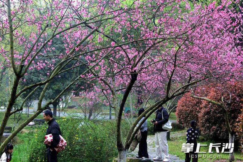 市民在烈士公园赏花打卡，乐享美好春光。 均为长沙晚报全媒体记者贺文兵摄
