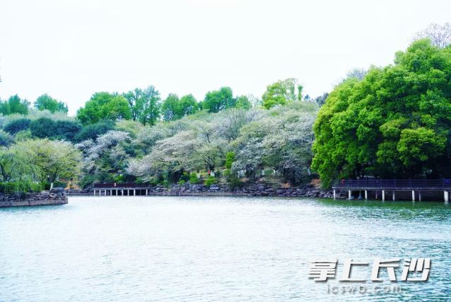 清明假期长沙将迎来连晴天。  长沙晚报全媒体记者 舒元臻 摄