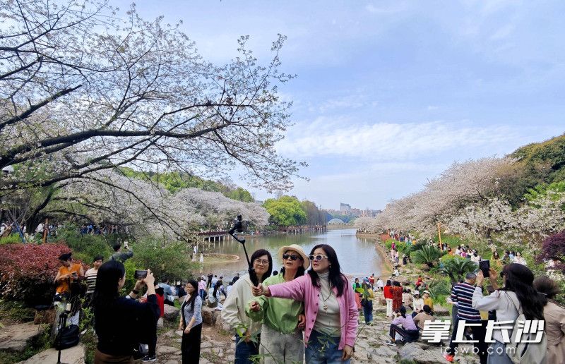 前来省植物园赏樱打卡的人川流不息。 长沙晚报全媒体记者 贺文兵 摄