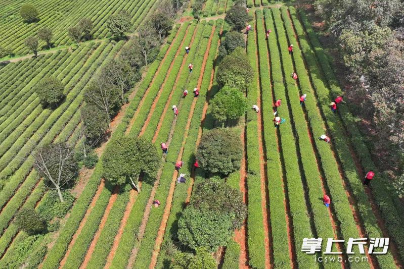 望城区乌山贡茶有机茶园春茶全面开采。 均为长沙晚报全媒体记者王志伟摄