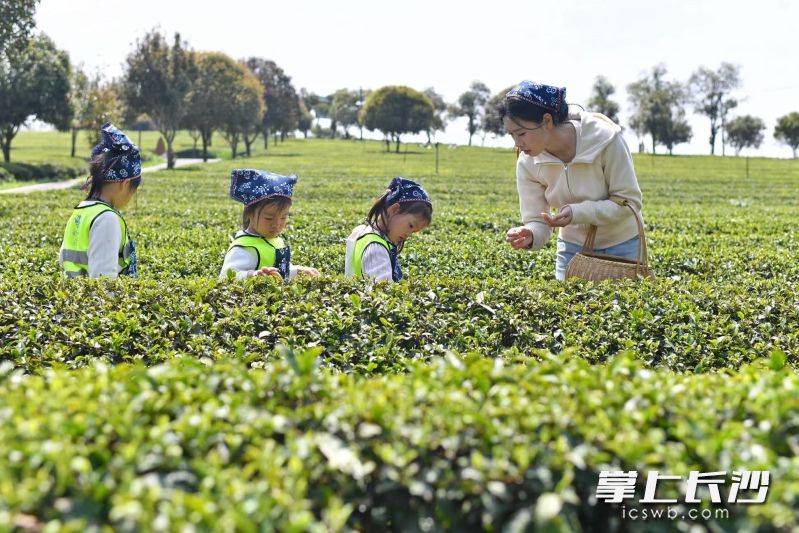 小朋友体验采茶。