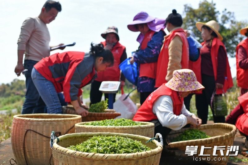 茶农们对茶叶进行称重。