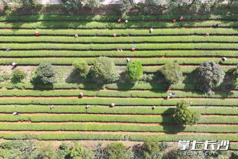 300余名采茶工在茶园采摘。