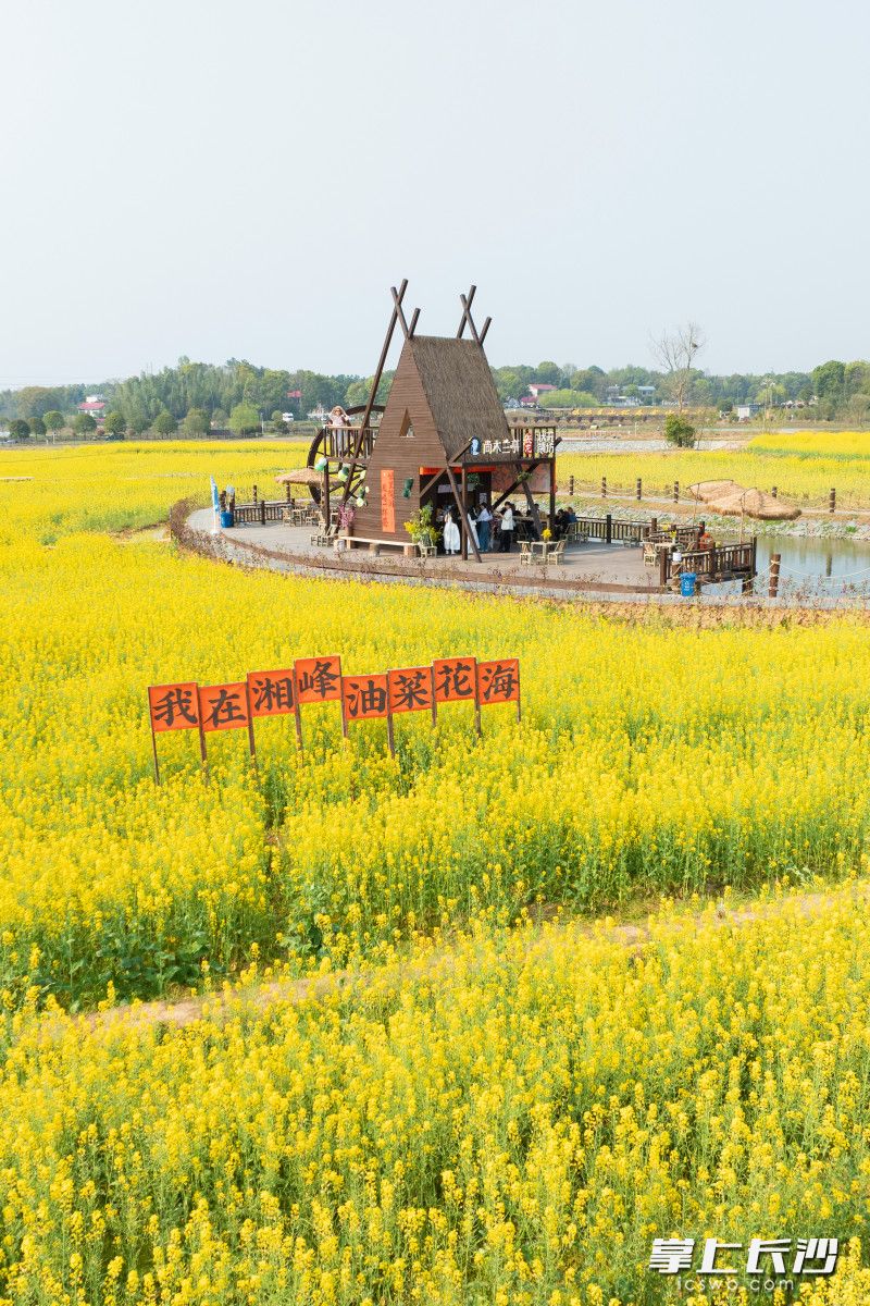长沙县长龙街道湘峰村油菜花。
