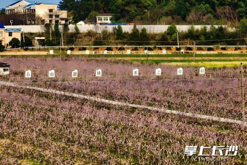 莲花镇桐木村。