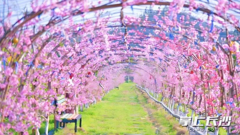 南方有嘉木智慧水果公园。除另注明外均为通讯员供图