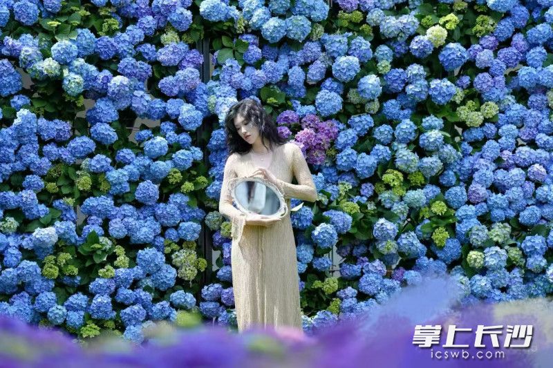 南郊公园的绣球墙，拍照十分出片。