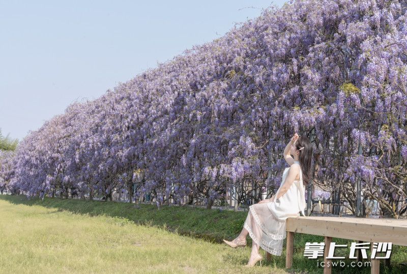 长沙县黄花镇紫屿农场紫藤花。