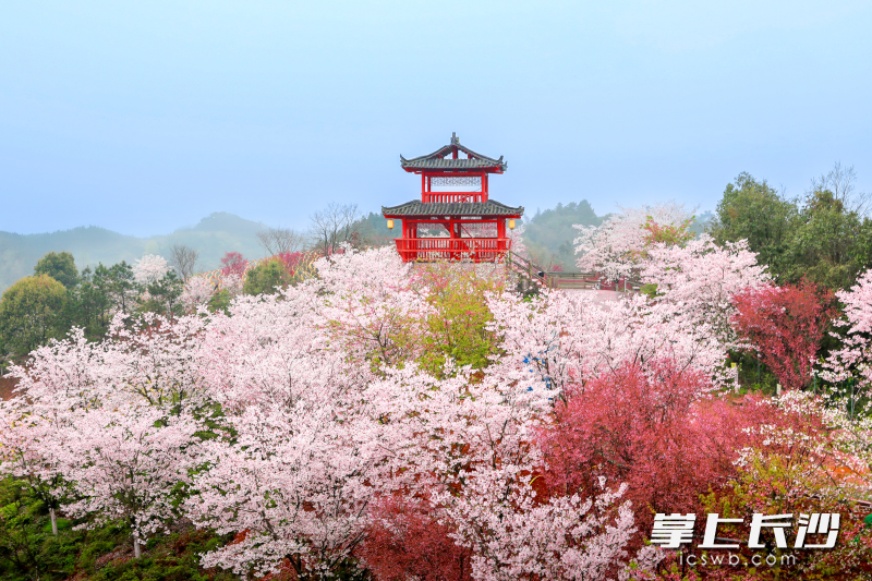 长沙县果园镇浔龙河樱花谷。