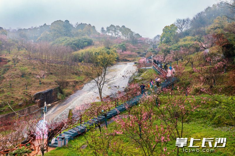 “温泉小镇”宁乡灰汤正在举办桃花荟活动，游客可享“逛桃花、泡温泉、住酒店、品美食”一站式春日新体验。 长沙晚报全媒体记者 陈飞 摄