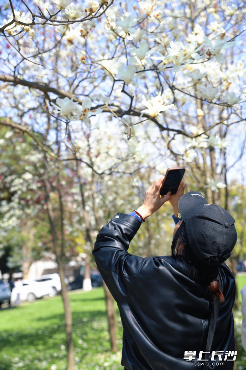 湖南农业大学内，玉兰满树繁花亭亭玉立。