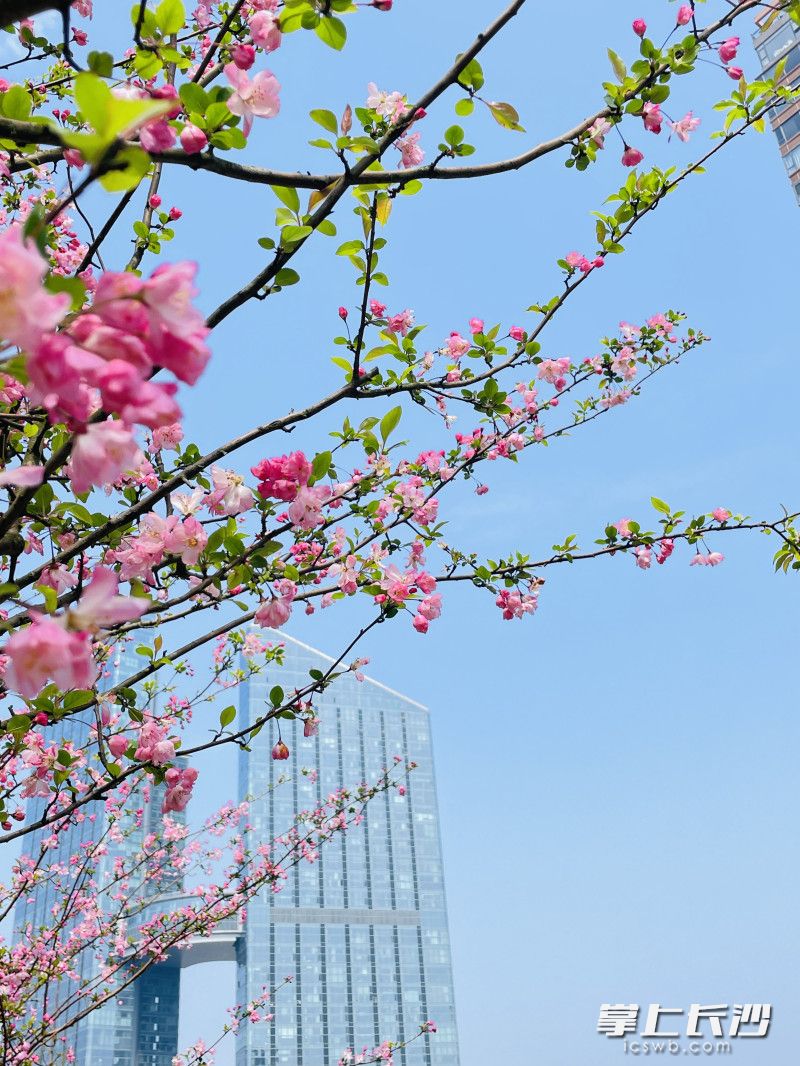 沙湾公园内垂丝海棠花开正茂。 长沙晚报全媒体记者 周游 摄