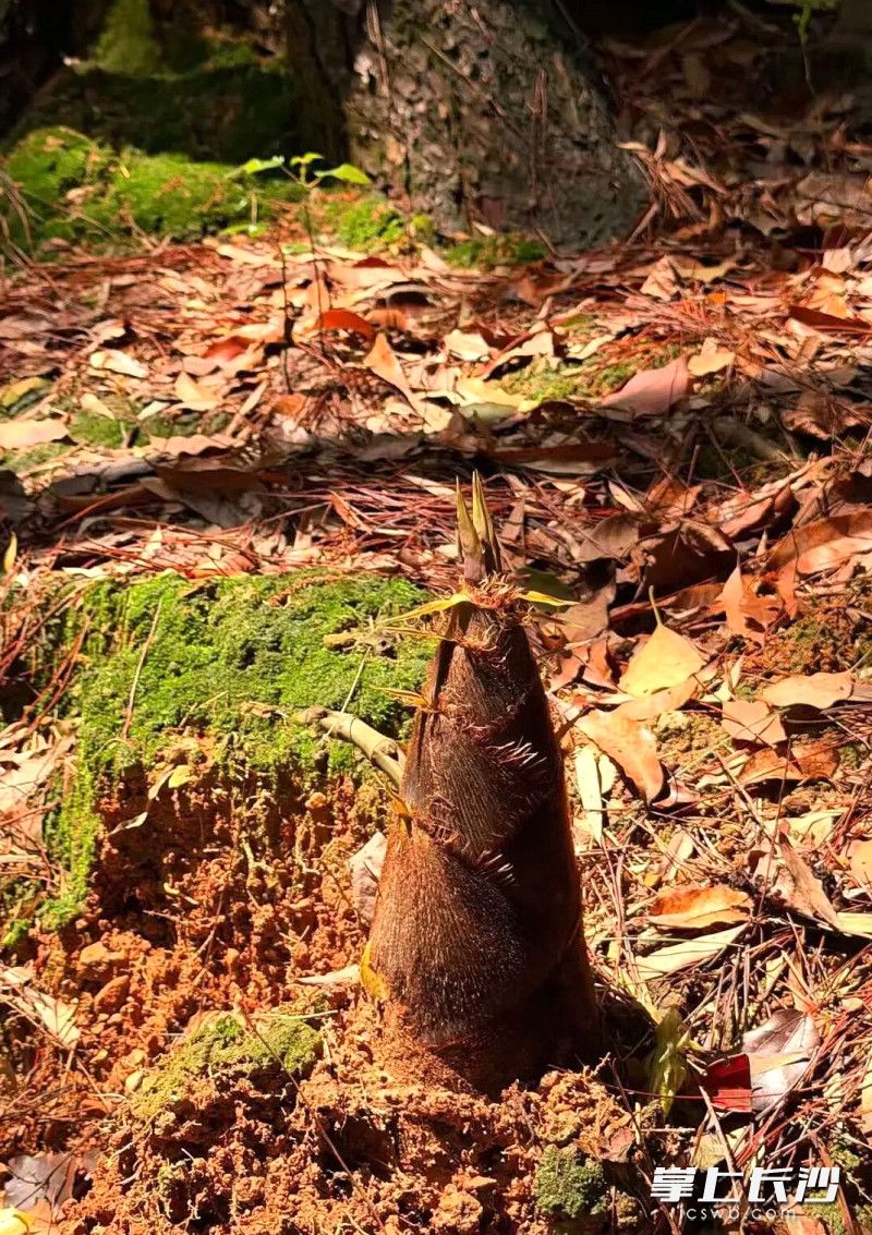 春雨滋润下，石燕湖景区春笋迎来爆发式生长。