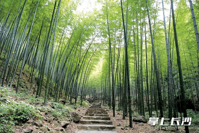 千亩竹林等你来挖笋。