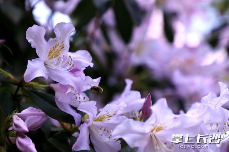 紫色杜鹃花引蜂来。