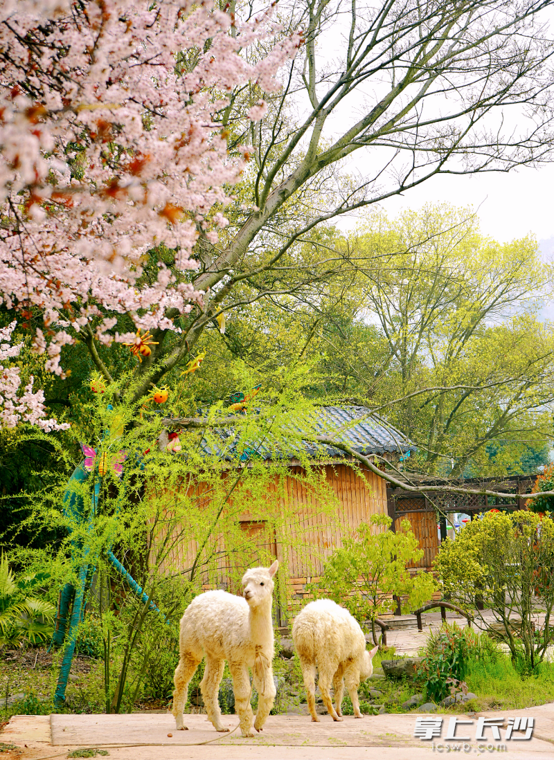 软萌可爱的羊驼。