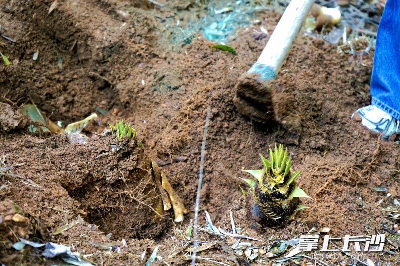 体验挖笋乐趣。