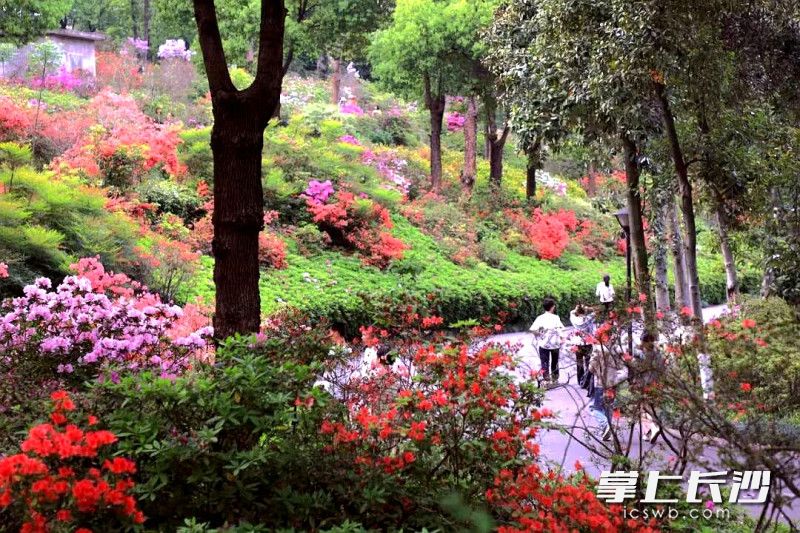 4月1日当天长沙天气晴好，杜鹃花开得正好。