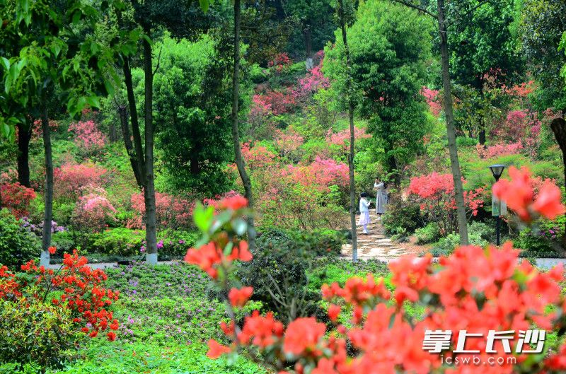 省植物园450亩杜鹃花海，等你来邂逅浪漫春之约。均为长沙晚报全媒体记者 贺文兵 通讯员 彭炜 摄影报道