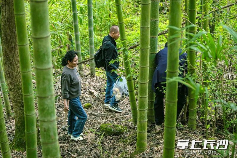 市民在竹林里挖笋。
